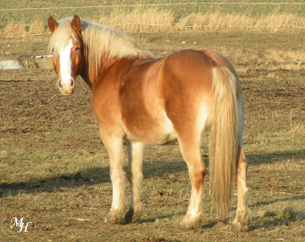 koník.jpg