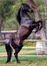 plakaty-full-andalucian-stallion-2243.jpg